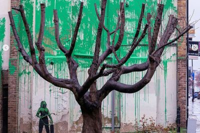 Banksy Gives North London Cherry Tree Graffiti Foliage