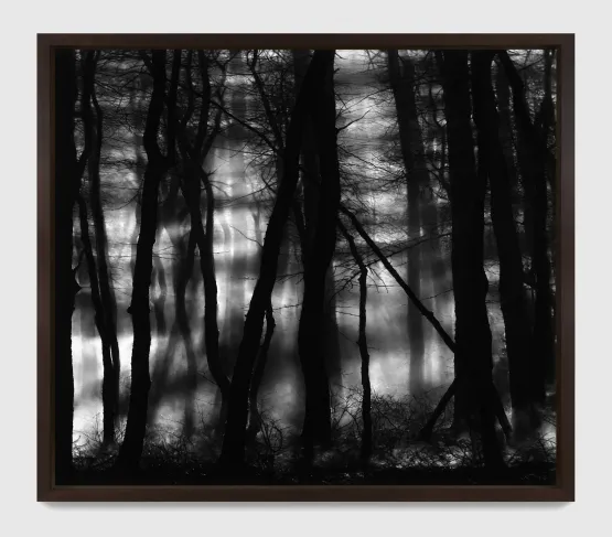 Untitled Gerhards Forest by Robert Longo contemporary artwork Drawing