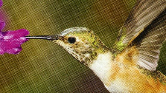 Volume 10. A Field Guide to Hummingbirds by Mungo Thomson contemporary artwork Moving Image