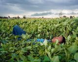 Sanele resting in field by Lindokuhle Sobekwa contemporary artwork print