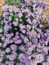 Purple Daisy by Yuan Yuan contemporary artwork painting
