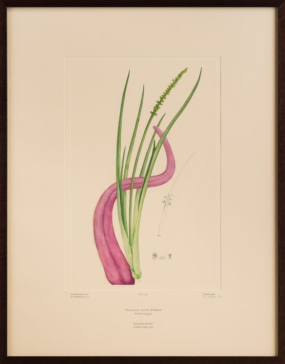 Untitled 335 by Caroline Rothwell contemporary artwork Print