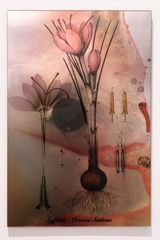 Plants Bleed Lakes Saffron by Janet Laurence contemporary artwork sculpture