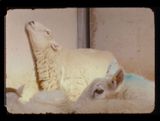 Lamb by NashashibiSkaer contemporary artwork moving image