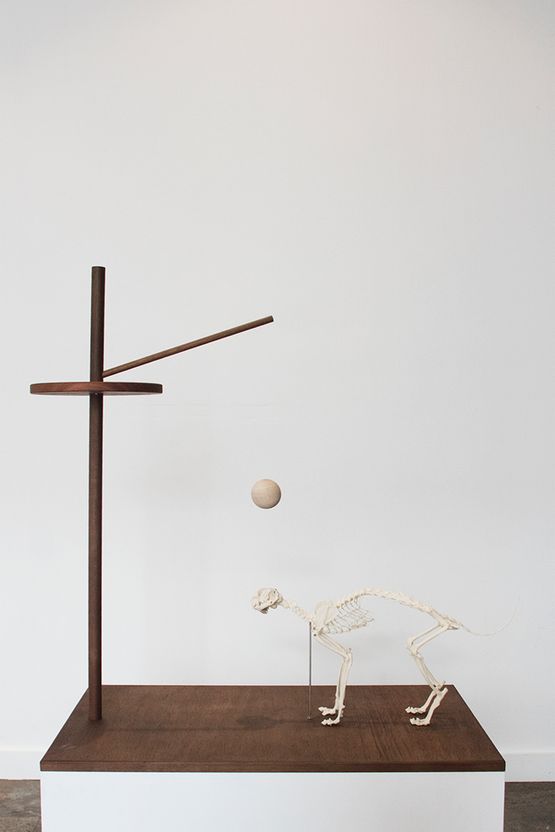 Memorial to the Last Cat on Christmas Island by Robert Zhao Renhui contemporary artwork Installation