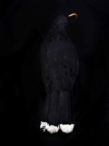 He huia whakamoemoea South Canterbury Museum by Fiona Pardington contemporary artwork photography print