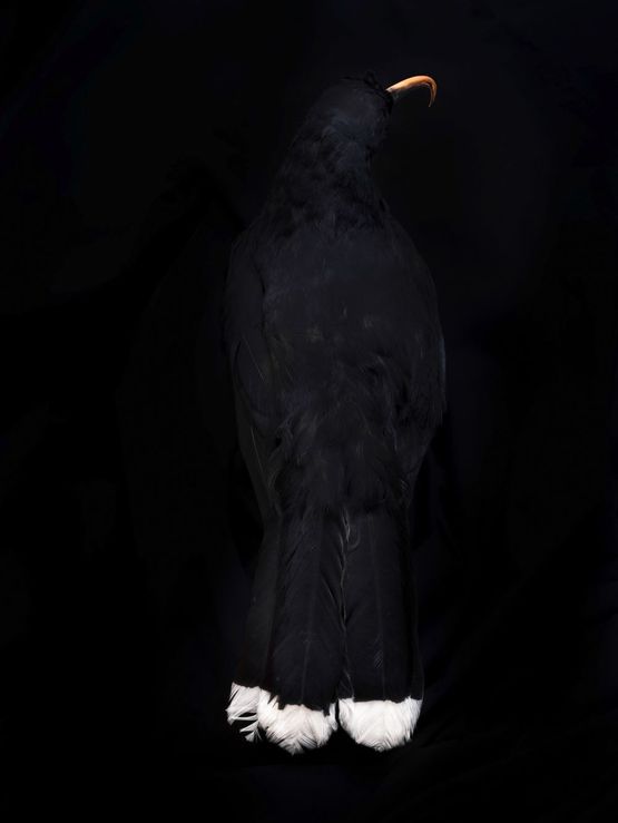 He huia whakamoemoea South Canterbury Museum by Fiona Pardington contemporary artwork Photography