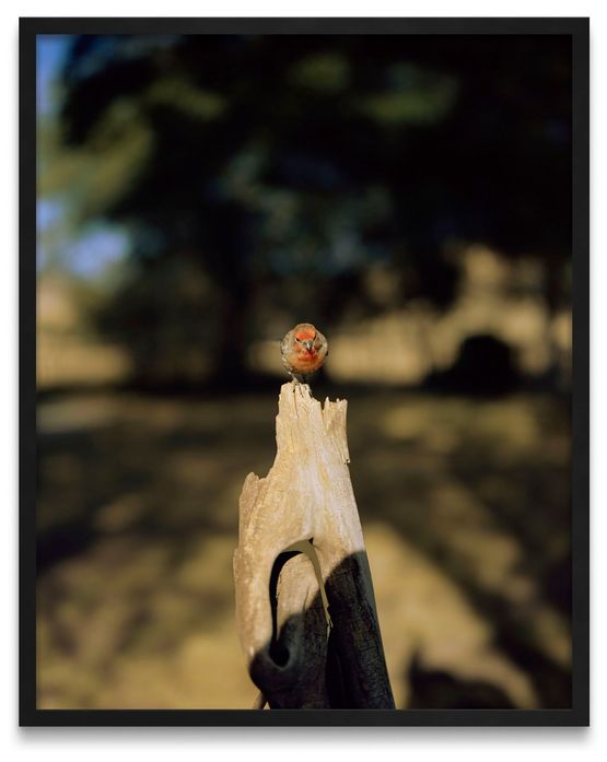 N 540 Mars Avril Mai 2007 by Jean-Luc Mylayne contemporary artwork Photography