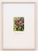 untitled by Danh Vo contemporary artwork print works on paper