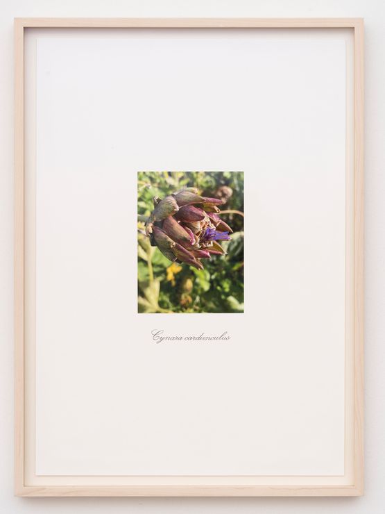 untitled by Danh Vo contemporary artwork Works on Paper