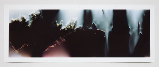 Bruissement 7 by Anne Noble contemporary artwork Photography