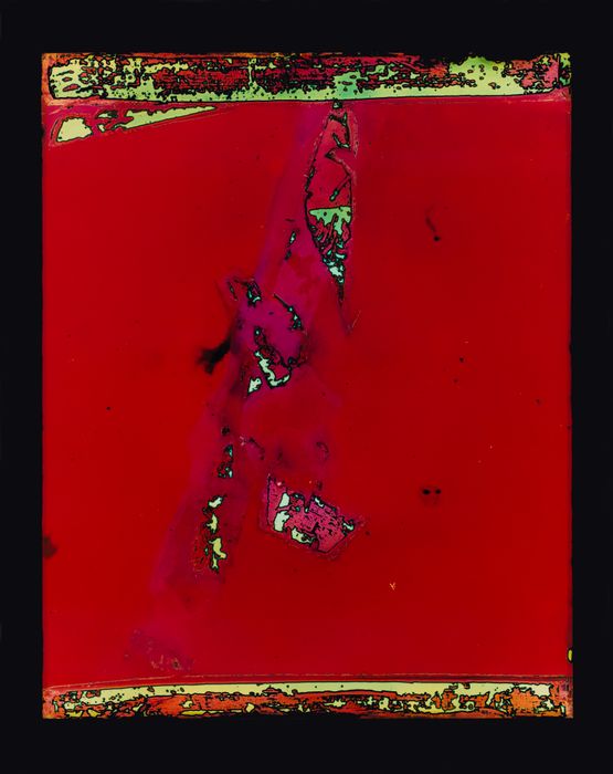 Venom by Justine Varga contemporary artwork Photography