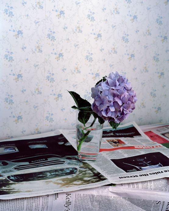 Hydrangea Ohope New Zealand by Harry Culy contemporary artwork Photography