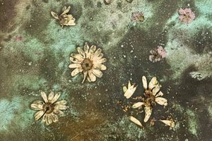 Lucy Dodd