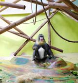 Baboon and beams by Eric Pillot contemporary artwork photography