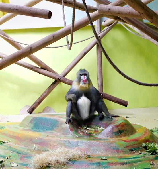 Baboon and beams by Eric Pillot contemporary artwork Photography