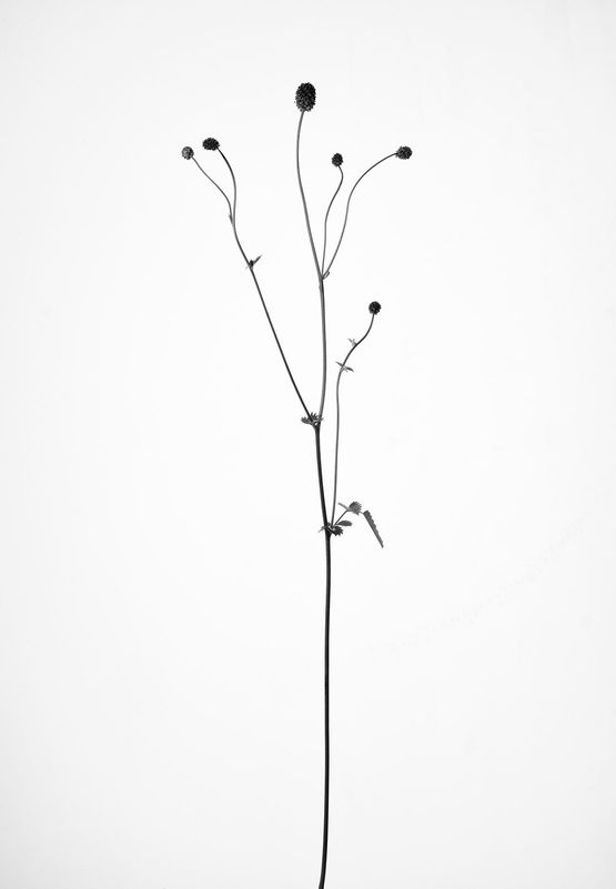 Sanguisorba officinalis Groer Wiesenknopf by Peter Mathis contemporary artwork Photography