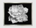 Untitled Gardenia for Mary by Robert Longo contemporary artwork Works on Paper