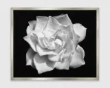 Untitled Gardenia for Mary by Robert Longo contemporary artwork works on paper