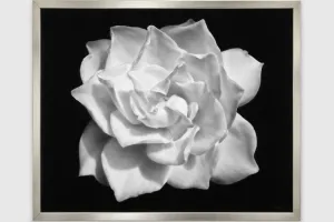 Robert Longo