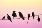 Some Londoners by Jeremy Deller contemporary artwork Works on Paper