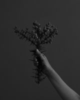 Gorse gone to seed by Conor Clarke contemporary artwork print