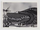 Ouroboros by Julie Curtiss contemporary artwork painting works on paper