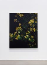Mimosa Actor I by Sarah Jones contemporary artwork photography