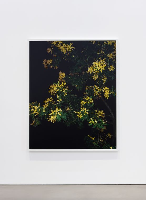 Mimosa Actor I by Sarah Jones contemporary artwork Photography