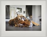 Sumatra-Tiger Panthera tigris sumatrae Leibniz IZW Berlin by Thomas Struth contemporary artwork print