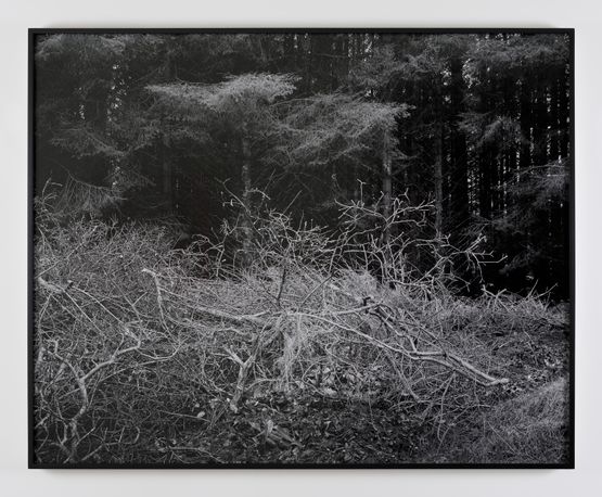 Forgotten by Willie Doherty contemporary artwork Photography