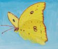 Orange Barred Sulphur by Claudia Keep contemporary artwork Painting