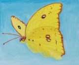 Orange Barred Sulphur by Claudia Keep contemporary artwork painting