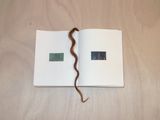 Manglar Memoria by Carlota Guerrero contemporary artwork painting sculpture