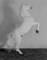 7 Horses Horse 7 by Richard Learoyd contemporary artwork photography