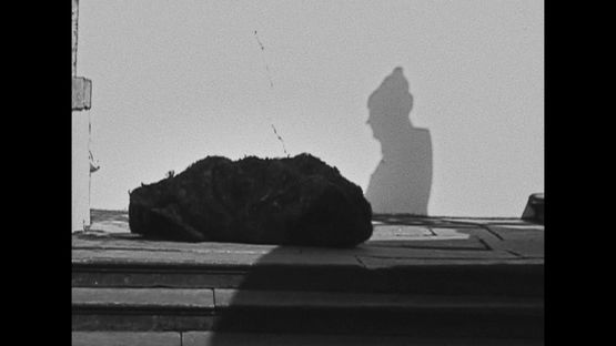 Cornelius by Solange Pessoa contemporary artwork Moving Image