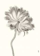 Flower of Buddha by Zhang Yirong contemporary artwork drawing works on paper
