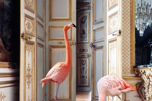 Karen Knorr