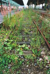 Das uber Pflanzen ist eins mit ihnen documenta X Bahngleis bepflanzt mit Neophyten aus Sud-und Sudosteuropa by Lois Weinberger contemporary artwork painting