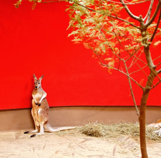 Kangaroo and red wall by Eric Pillot contemporary artwork Photography