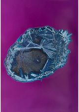 Gaba  Glycin by Sarah Ancelle Schonfeld contemporary artwork photography