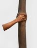 Trattenere 6 8 12 16 anni di crescita Continuera a crescere tranne che in quel punto by Giuseppe Penone contemporary artwork Sculpture