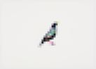 Common Starling by Marcus Coates contemporary artwork Works on Paper