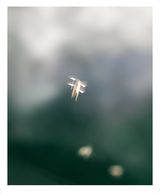 Song Sting Swarm 18 by Anne Noble contemporary artwork photography