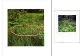 Foxgloves threaded onto rushes Scaur Glen Dumfriesshire by Andy Goldsworthy contemporary artwork photography