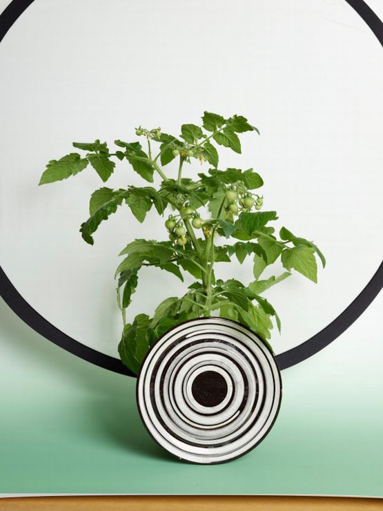 Tomatoe Target by Annette Kelm contemporary artwork Photography