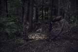 Bear Trap by Robert Zhao Renhui contemporary artwork photography
