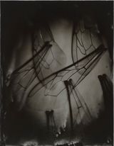 Bee Wing Morphology 2 by Anne Noble contemporary artwork print