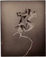 Alstroemeria by Walter Schels contemporary artwork photography