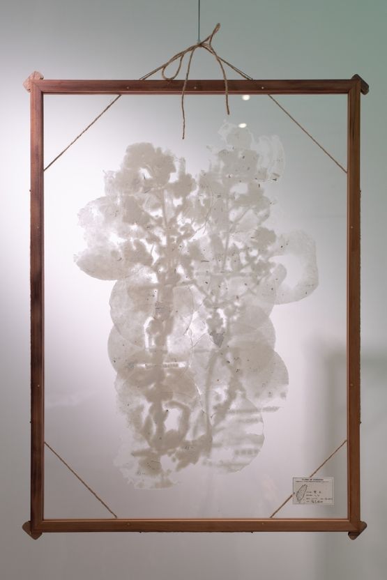 Flora of Formosa Twins by Yang Chung-Ming contemporary artwork Works on Paper